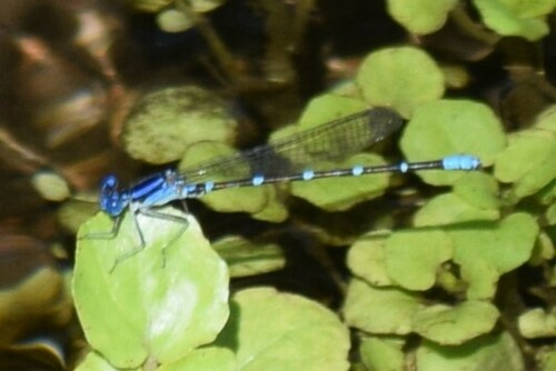 Blue-ringed Dancer (Argia sedula), a species recorded in Arizona