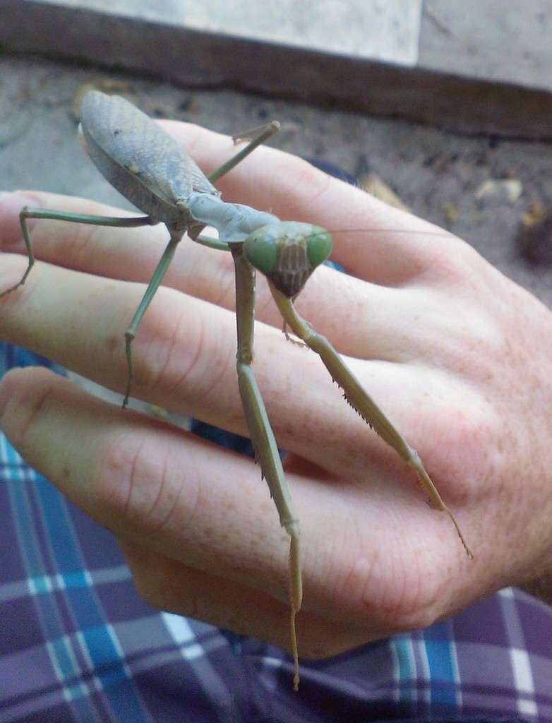 Hierodula similis