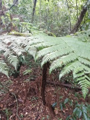 Cyathea marcescens