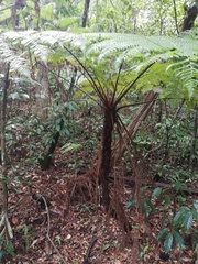 Cyathea marcescens
