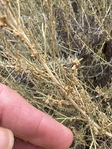 iNaturalist observation photo of California sagebrush