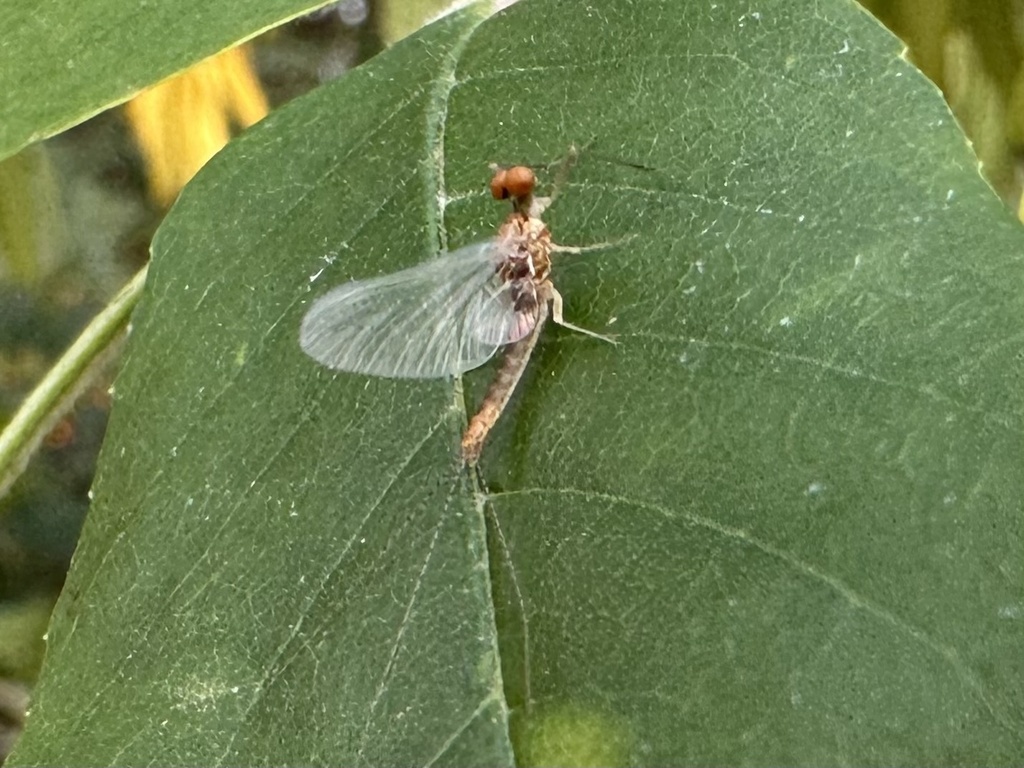 Ephemerella apopsis