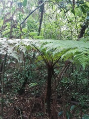 Cyathea marcescens