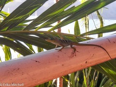 Anolis roquet salinei