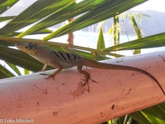 Anolis roquet salinei