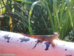 Anolis roquet salinei