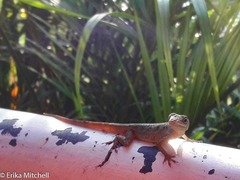 Anolis roquet salinei