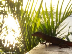Anolis roquet salinei