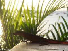 Anolis roquet salinei