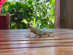 Anolis roquet salinei