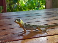 Anolis roquet salinei