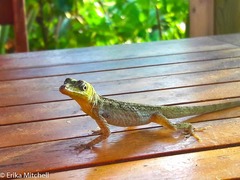 Anolis roquet salinei