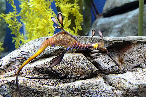 Phyllopteryx taeniolatus