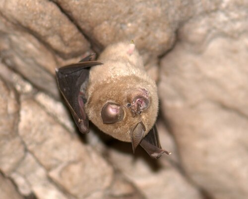 Horseshoe Bat
