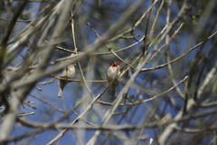 Haemorhous mexicanus