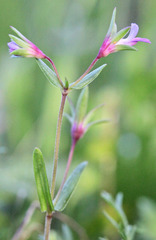 Collinsia sparsiflora collina