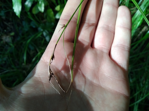 Forest Sedge (Carex uhligii)