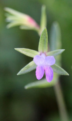 Collinsia sparsiflora collina
