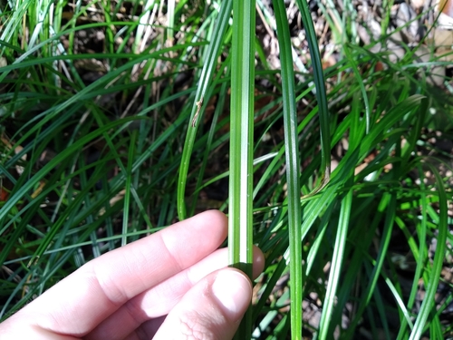 Image of Forest Sedge by (c) De Waal Hugo, some rights reserved (CC BY)