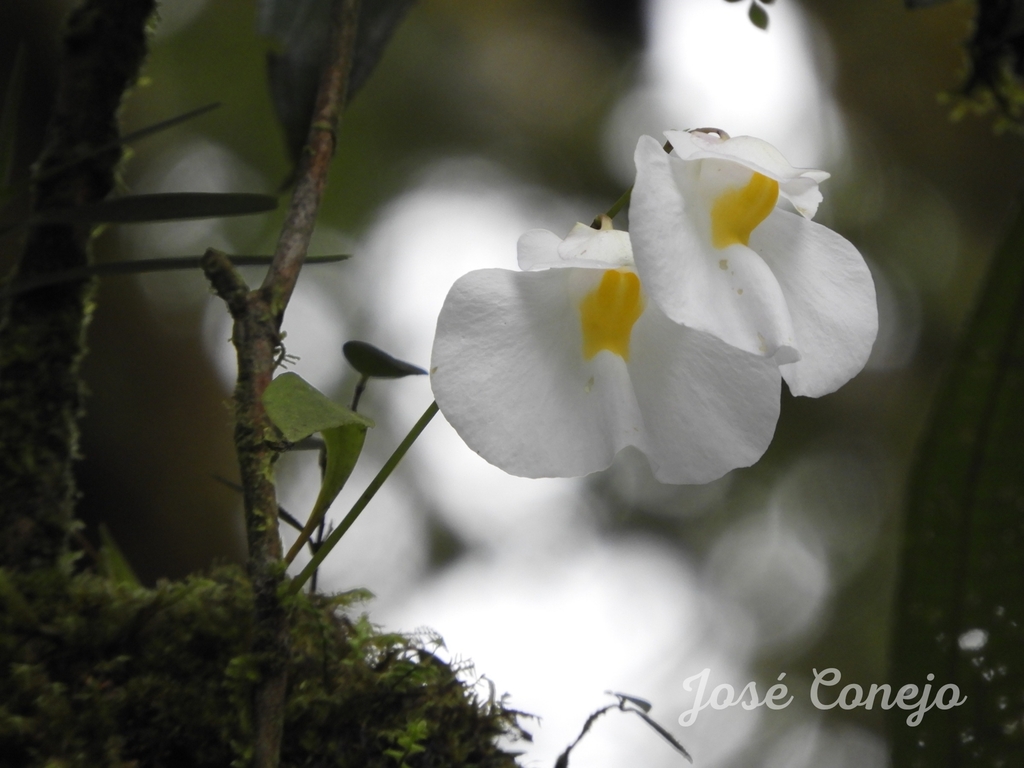 Utricularia praetermissa P.Taylor