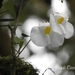 Utricularia praetermissa - Photo (c) José Alberto Conejo Garcia, alguns direitos reservados (CC BY-NC), uploaded by José Alberto Conejo Garcia