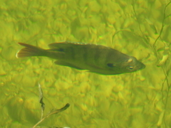 Lepomis macrochirus purpurascens