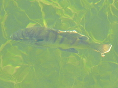 Lepomis macrochirus purpurascens