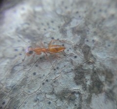 Opisthopsis