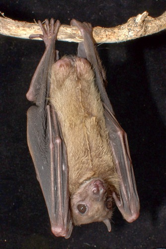 Egyptian Rousette