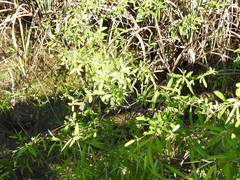 Salix caroliniana image