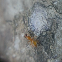 Opisthopsis