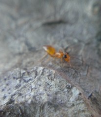 Opisthopsis