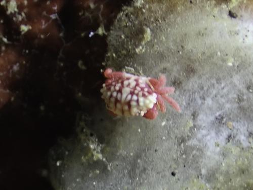 Liomera monticulosa observed 2023-08-19