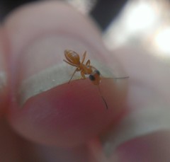 Opisthopsis