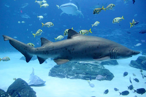 Carcharias taurus