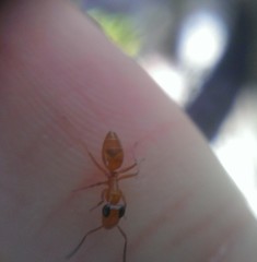Opisthopsis
