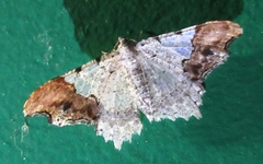 Macaria approximaria