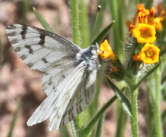 Pontia sisymbrii