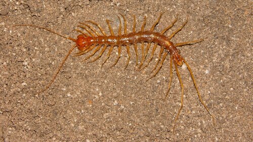 Paralamyctes Centipede
