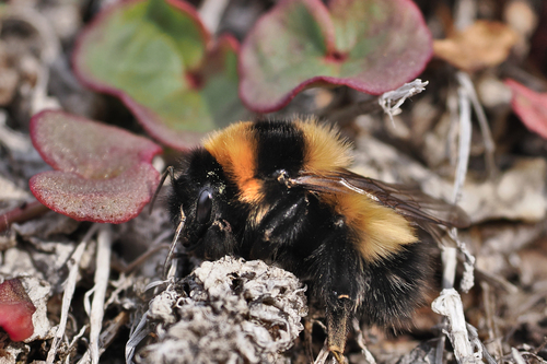 High Arctic Bumble Bee