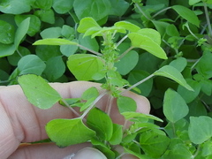 Parietaria floridana