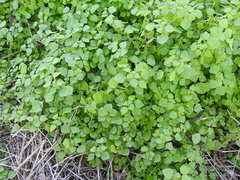 Parietaria floridana