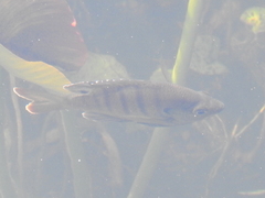 Lepomis macrochirus purpurascens