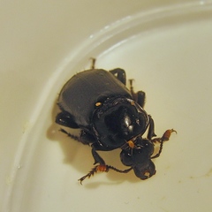 Nicrophorus humator