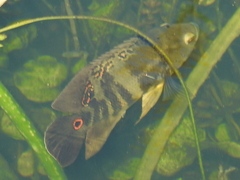 Astronotus ocellatus