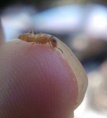 Opisthopsis