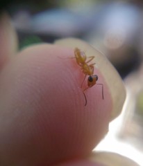 Opisthopsis