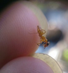 Opisthopsis