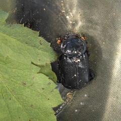 Nicrophorus humator
