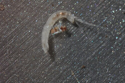 Amphipods, Isopods and Allies